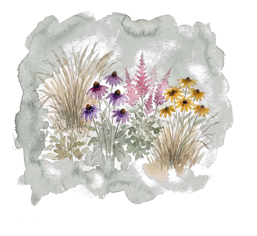 Aquarell: Staudenbeet mit Gräsern